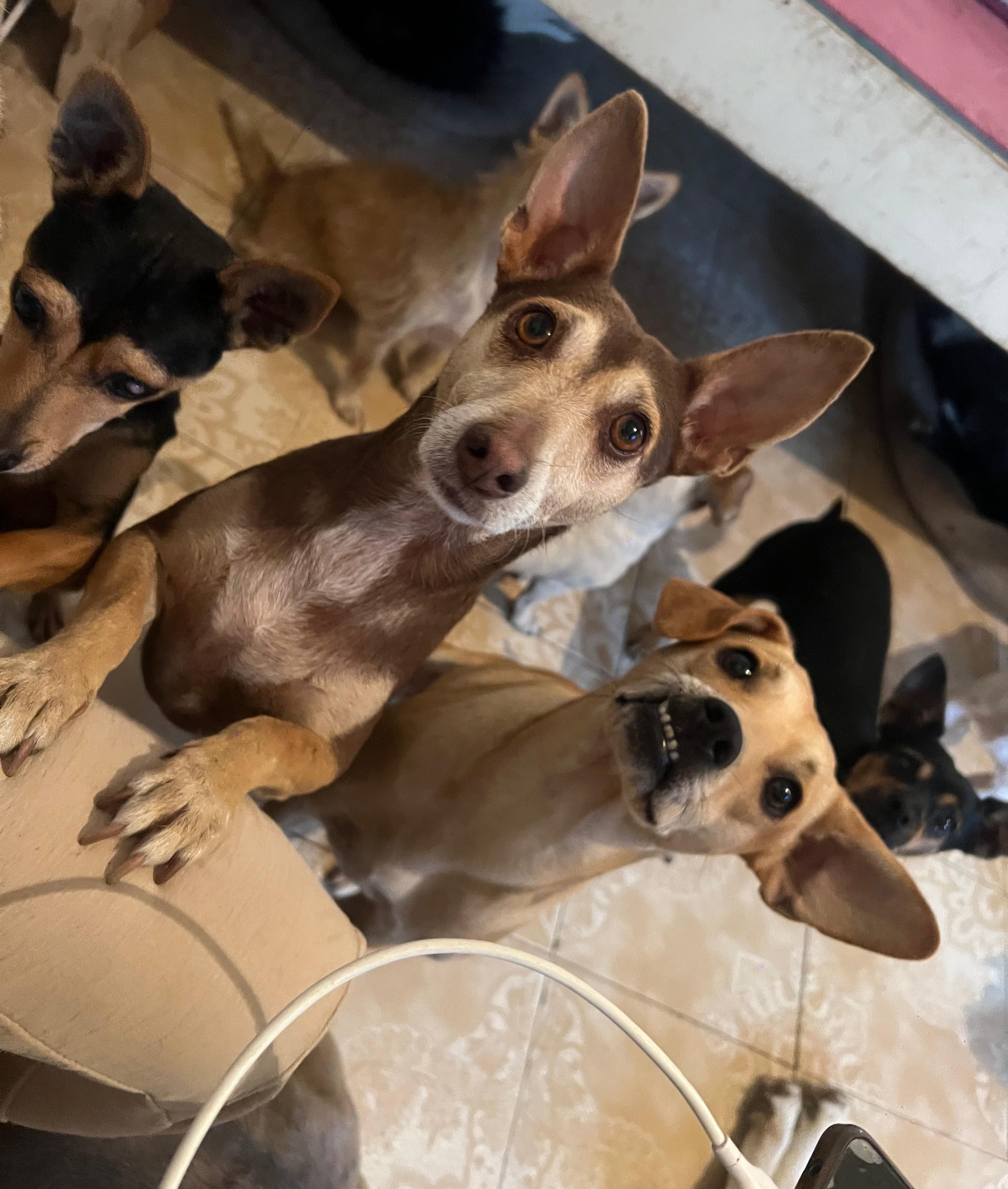 Angeles en Adopción